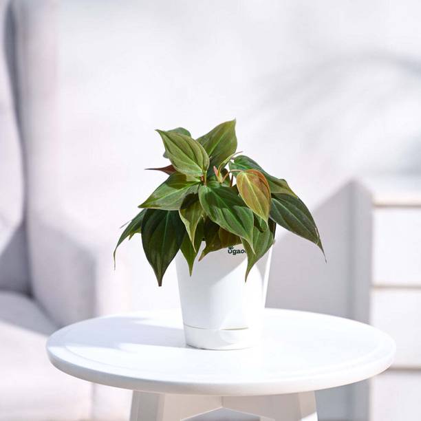 UGAOO Philodendron Plant