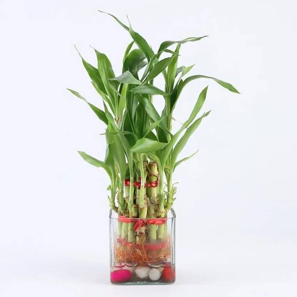 Nainileaf Bamboo Palm Plant