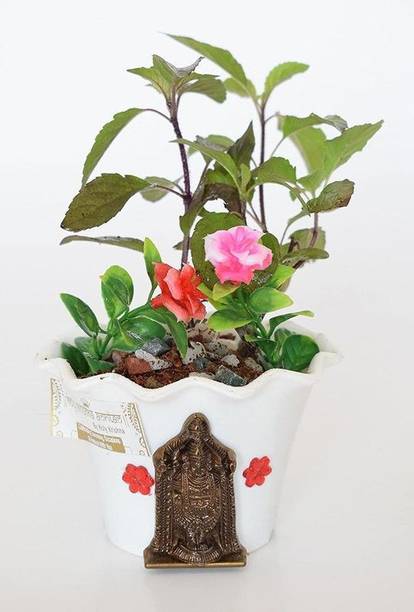 Aclipastal Tulsi Plant