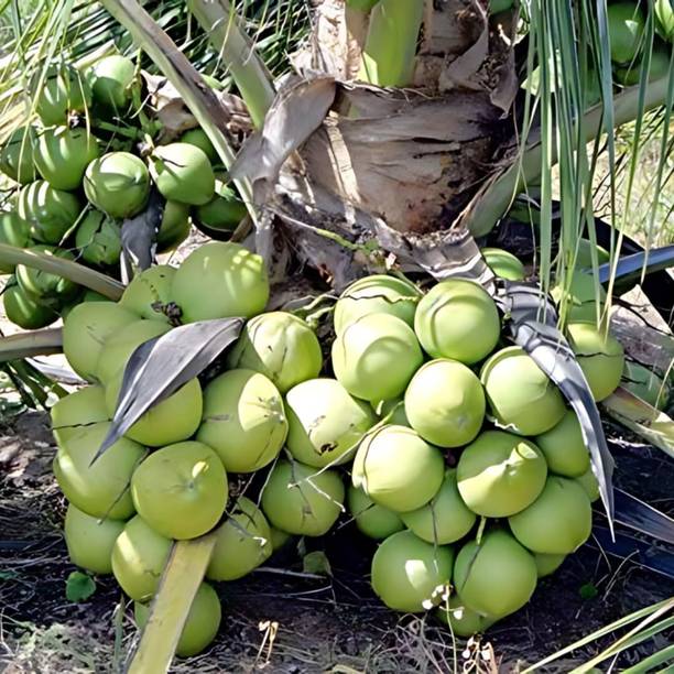 Thai Verity Coconut Plant