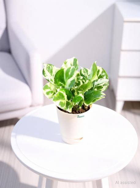 UGAOO Njoy Money Plant