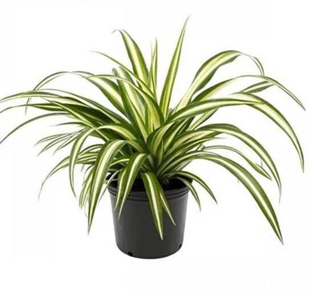 ReverseForest Spider Plant