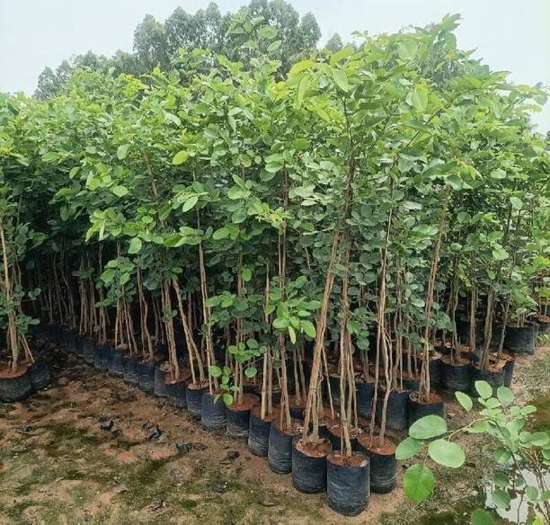 AloGardening Red Sandalwood Plant