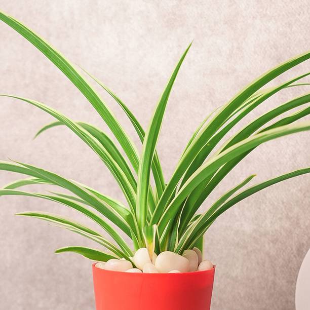 FloraFusion Spider Plant