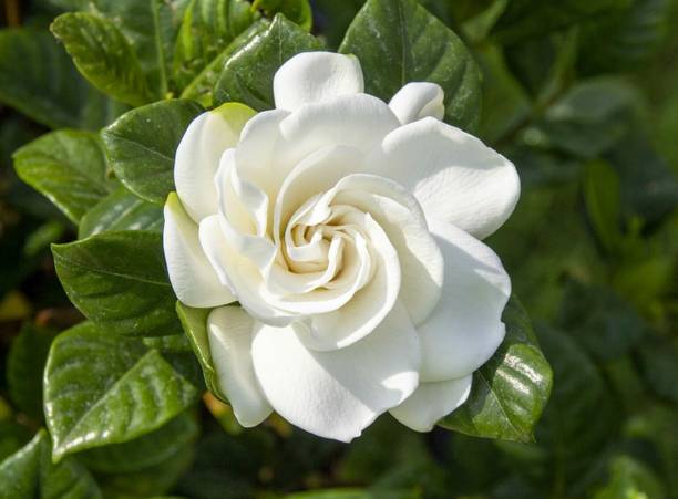 ayaan global plants Jasmine Plant