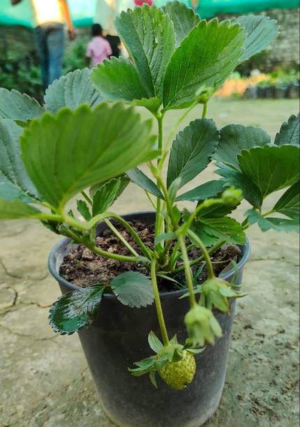 Adrita Strawberry Plant
