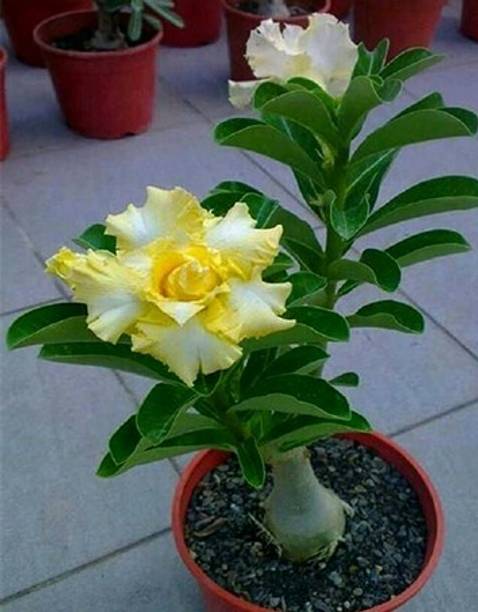 YourPlant Adenium Plant