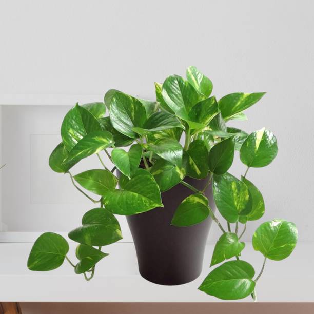 DEY CRAFT Money Plant