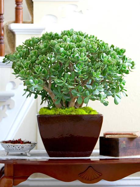 SHREYAGREEN Jade Plant