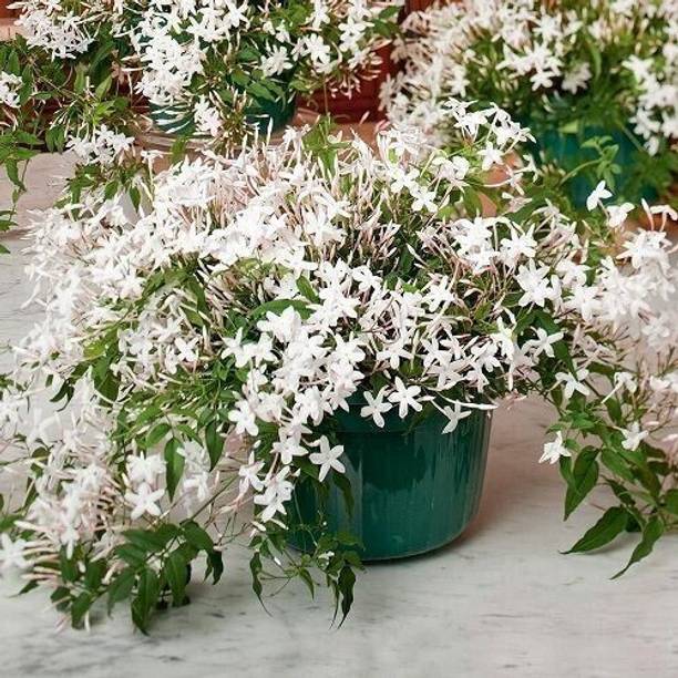 Cloud Farm Jasmine Plant
