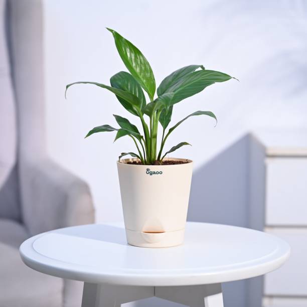 UGAOO Peace Lily Plant