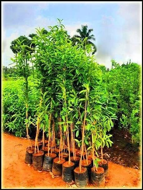 EVY Rudraksha Plant