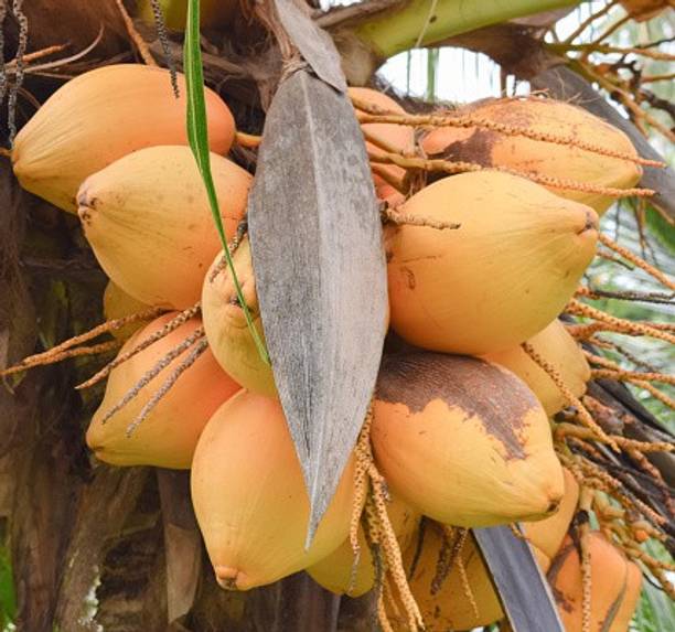PlantShops Coconut Plant
