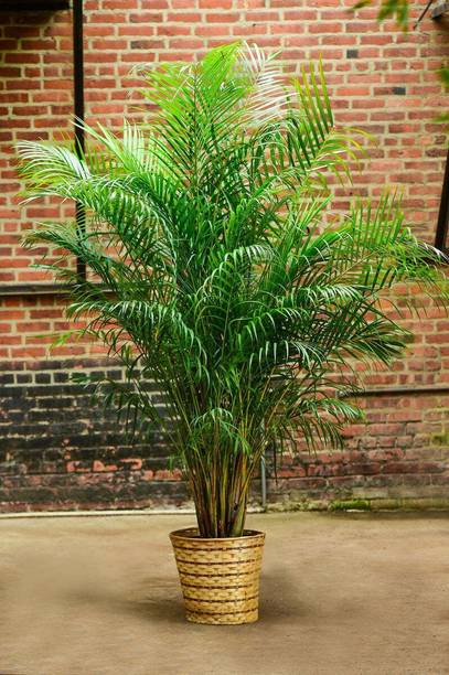 SHREYAGREEN Areca Palm