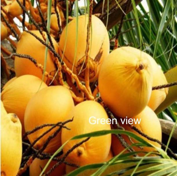 Green view Coconut Plant