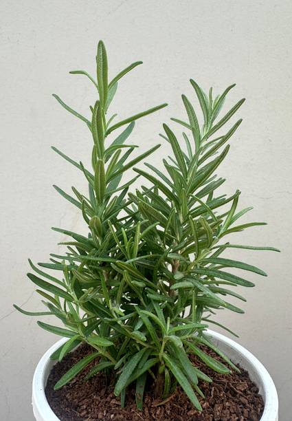 SARKARGARDEN Rosemary Plant