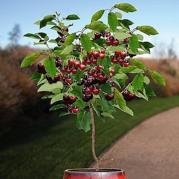 Cloud Farm Cherry Fruit Plant