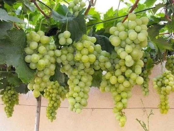 chiku Grapes Plant