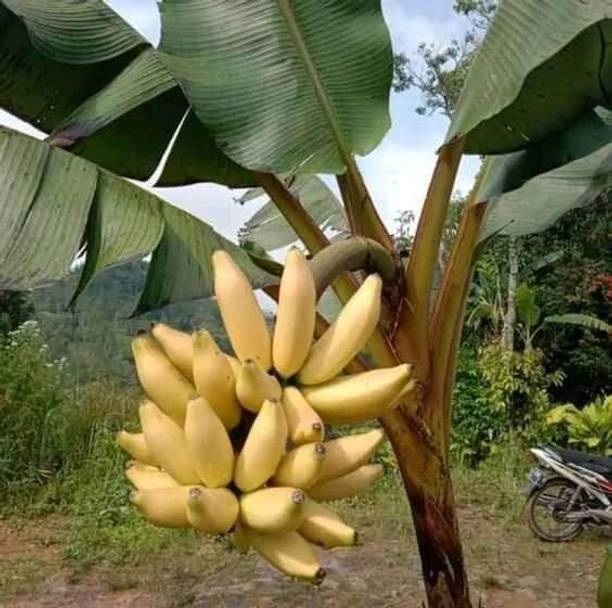 SHREYAGREEN Banana Plant