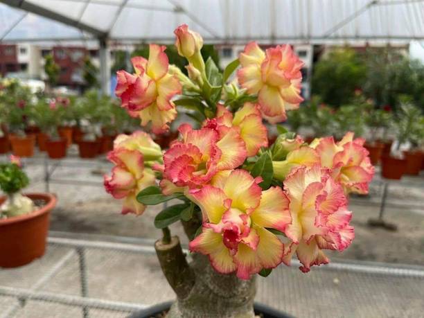 MONDAL NURSARY PLANT Adenium Plant