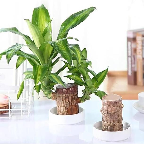 TECNOFEX Money Plant, Lucky Bamboo Straight Stick, Bamboo Palm Plant