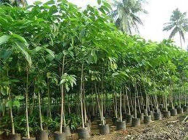 greenplanthub Kadam Plant