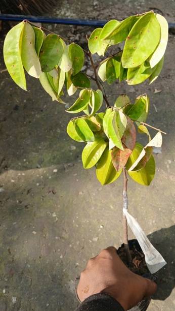 Plant Paradise Co Star Fruit Plant