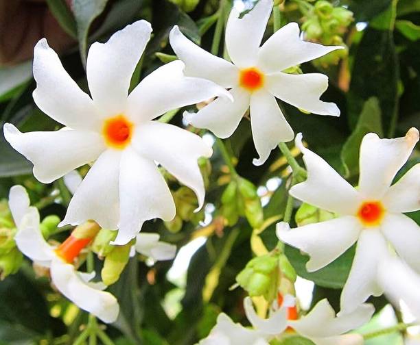 buddingbeauty Parijat/Harsingar Plant