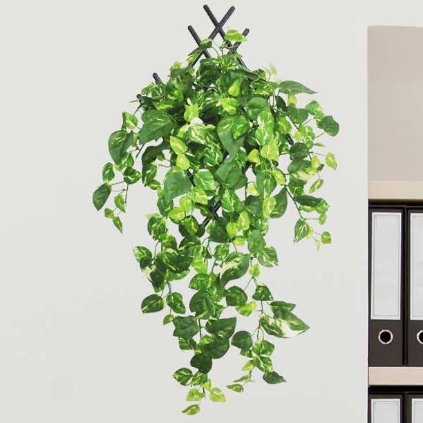 chiku Money Plant