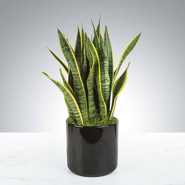 MondallNursery Snake Plant