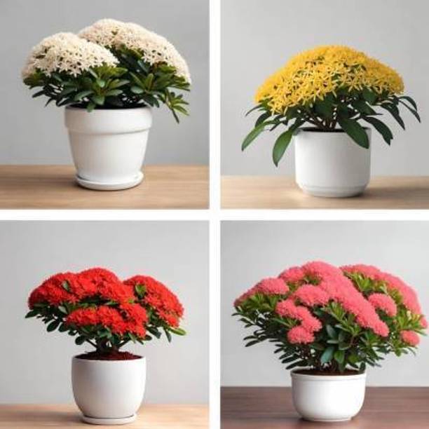 Cloud Farm Trothic Ixora/Chethi Plant