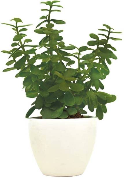 JESAA GREENS Jade Plant