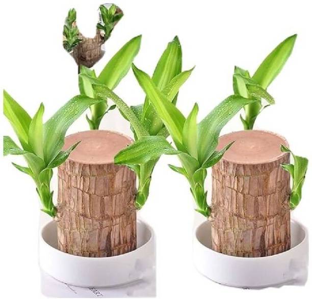 Biswas Bloom Brazilian Wood, Lucky Bamboo Plant, Water Bamboo Plant, Lucky Bamboo Straight Stick