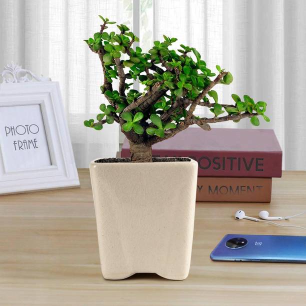greenhousestore Jade Plant