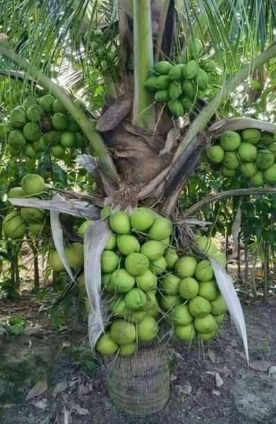 Thai Verity Coconut Plant