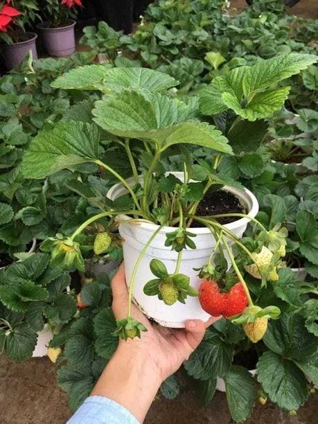 Adrita Strawberry Plant