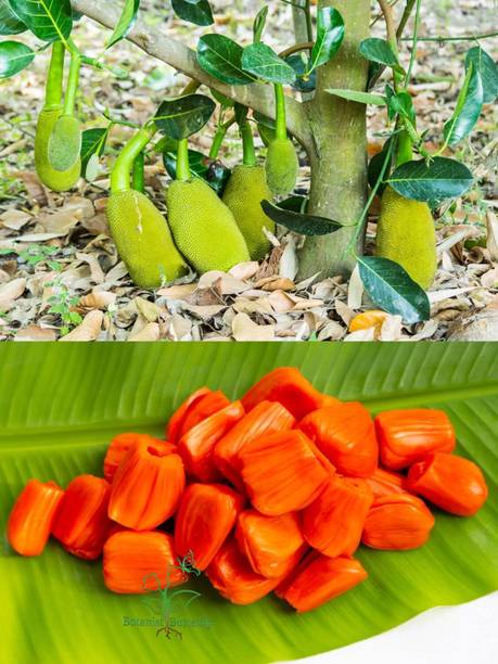 Green view Jackfruit Plant