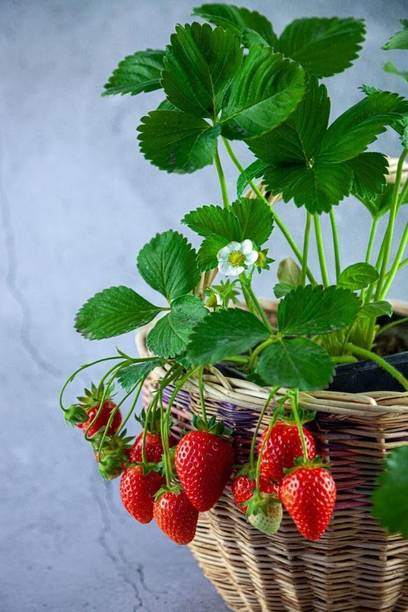 AloGardening Strawberry Plant