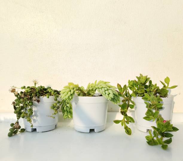 FarmStorey Succulents Plant