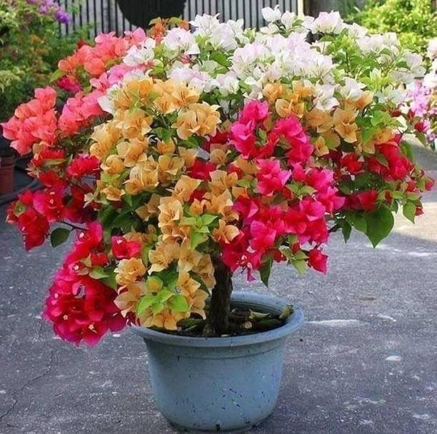 Aclipastal Bougainvillea Plant