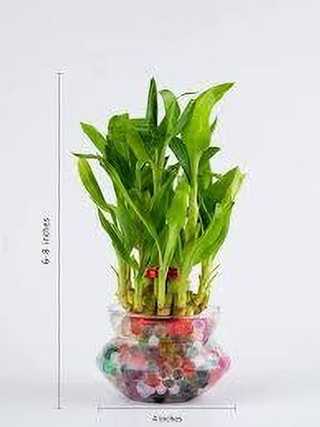 PB honey priya plant Money Plant