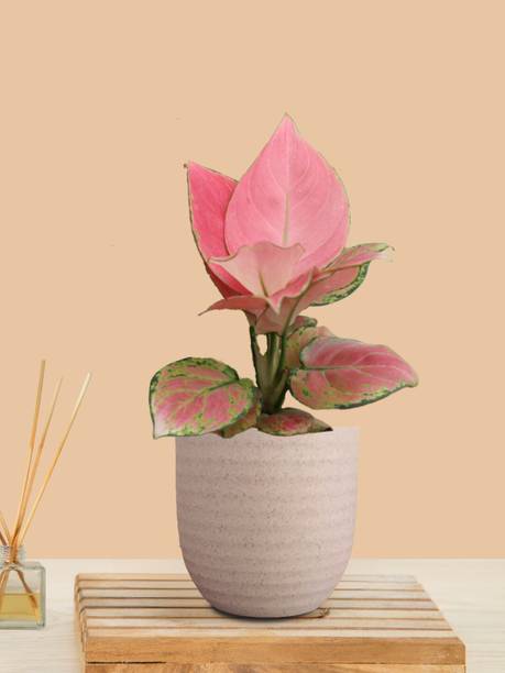 Greenkin Pink Aglaonema Plant