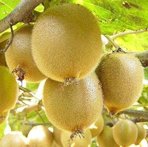Risenshine Kiwi Plant