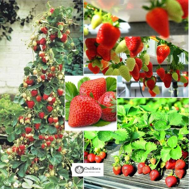 Oxiflora Strawberry Plant