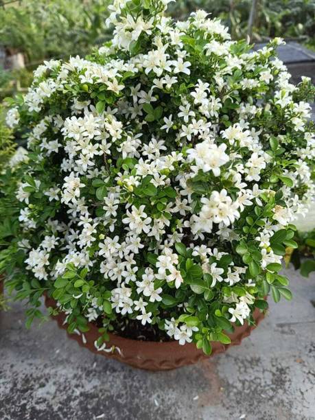 Orange jessamine Jasmine Plant