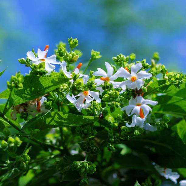 GardenGlow Night Bloom Jasmine Plant