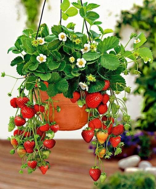 greenhousestore Strawberry Plant