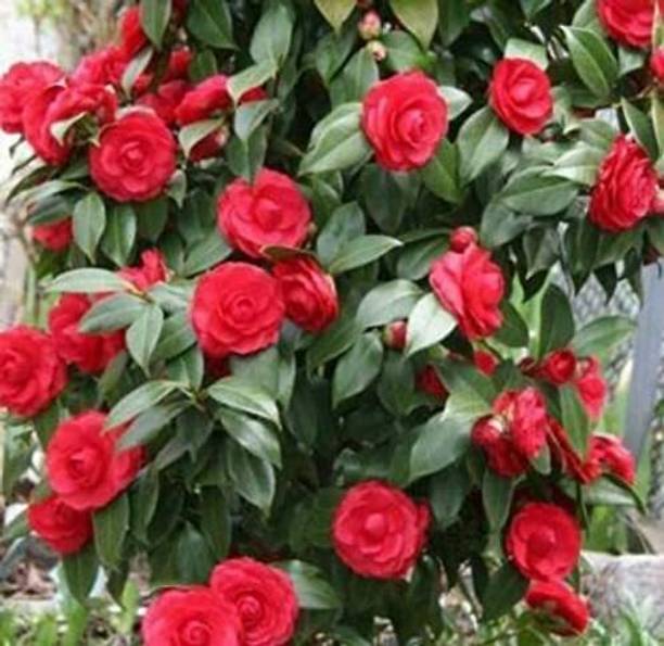 Cloud Farm Rose Plant