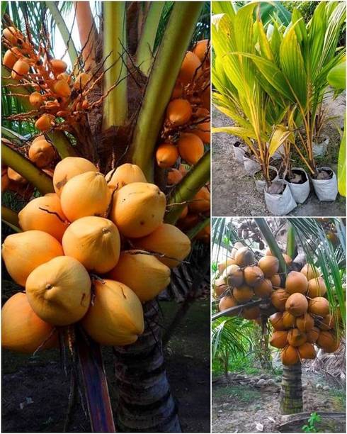 ABEFARIYA Coconut Plant