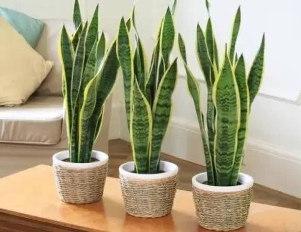 Aadinathan Snake Plant